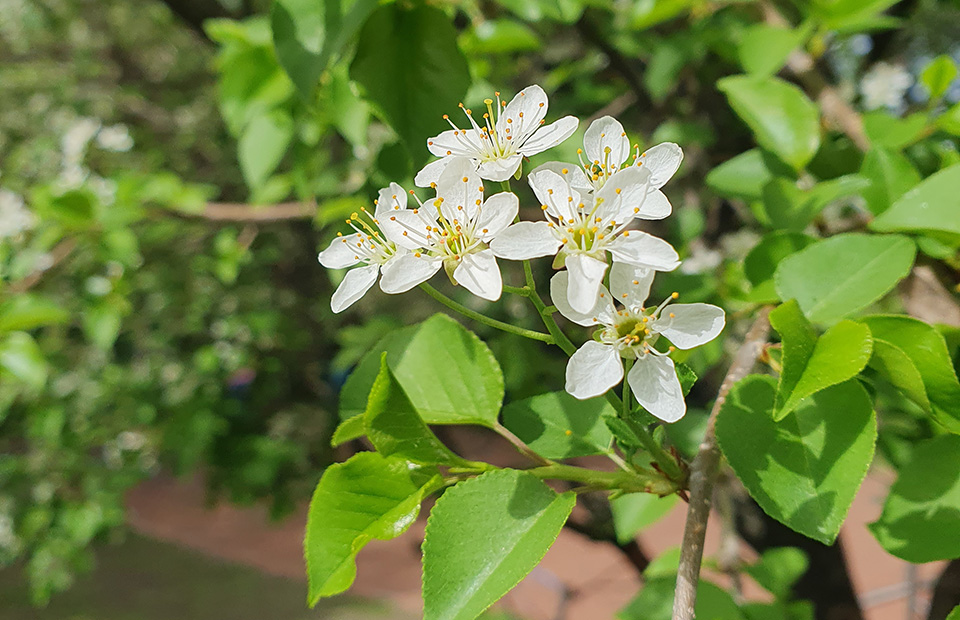 weiße Blüten