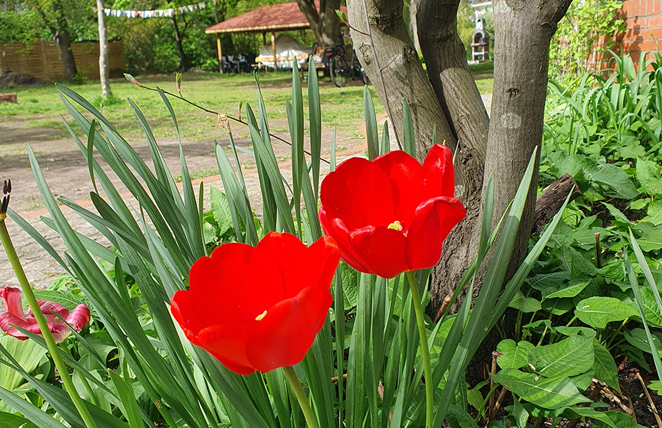 rote Tulpen